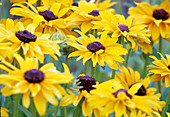 Rudbeckia hirta (coneflower) Bl-01