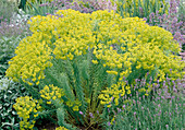 Euphorbia seguieriana (Steppenwolfsmilch) Bl.01