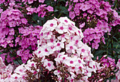 Phlox paniculata (perennial phlox) BL01