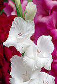 Gladiolus Hyb (Gladiolus)