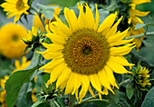 Helianthus annuus / Sonnenblume Bl 01