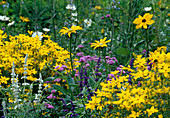 Coreopsis verticillata (girl's eye), Rudbeckia (coneflower), Ageratum (liver balm) and Salvia farinacea (flour sage) Bl 01