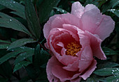 Paeonia suffruticosa 'Ofuji-Nishiki' (shrub peony, wood peony)