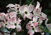 Cornus florida 'Rubra' (flowering dogwood)