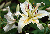 Lilium auratum Hybr. (Lily), Japanese wild form