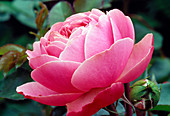 Rosa 'Leonardo da Vinci' (Nostalgierose) mit gefüllten Blüten
