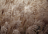 Miscanthus sinensis (flowers of Chinese reed) in autumn
