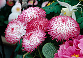 Bellis 'Habanera' weiß mit roten Spitzen (Tausendschön)