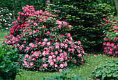 Rhododendron next to Nordmann fir