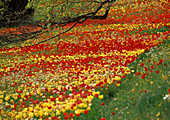 Tulipa (Tulpen), gelb-rotes Tulpenmeer