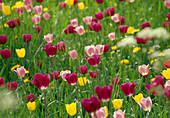 Tulipa (Tulpen als bunte Frühlingswiese gelb, rosa, pink Bl)