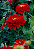 Zinnia elegans 'Magellan Scarlet' (fire red zinnias) 