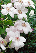 Clematis 'Bella' (Waldrebe weiß mit einem Hauch rosa )