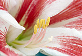 Hippeastrum