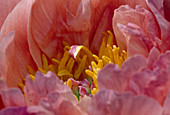 Paeonia 'Coral Sunset' (Pfingstrose) 