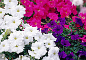 Petunia (Petunien) Blüten weiß, blau, pink