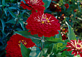 Zinnia elegans 'Sun Red' (dark red zinnias) 