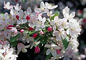 Malus (ornamental apple) - flowers Bl