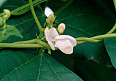 Phaseolus 'Sunset' (climbing bean white flowering) 02