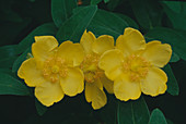 Hypericum 'Hidcote' (St. John's Wort)