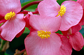Begonia lorraine Zimmerbegonie rosa 02