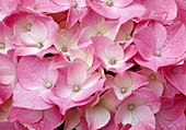 Hydrangea macrophylla Hydrangea flower light pink