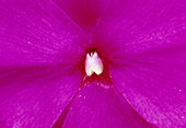 Impatiens Neu-Guinea Edellieschen 02