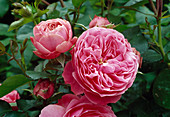Rosa 'Leonardo da Vinci' (Floribunda rose, repeat flowering, light fragrance, height approx. 60 cm)