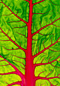 Beta vulgaris 'Vulkan' (chard with red leaf veins), BL02