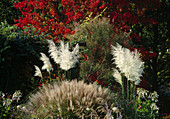 Cortaderia (pampas grass), Miscanthus (Chinese reed), Tamarix (tamarisk), hedge, Acer (maple) with red autumn leaves