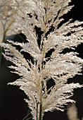 Cortaderia / Pampasgras Blüte Bl