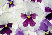 Viola wittrockiana (Pansy) white with purple face