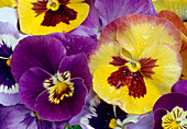Viola wittrockiana gelb, purpur und pastellflieder (Stiefmütterchen)