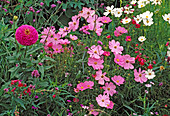 Cosmos bipinnatus 'Sonata' - garden cosmos, roses, white Zinnia