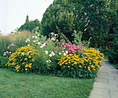 Rudbeckia sullivantii 'Goldsturm' (Gold storm)