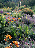 Sommerbeet mit Lilium (Lilien), Nepeta (Katzenminze) und Centaurea