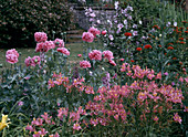 Papaver somniferum 'Paeony Flowered' (gefüllter Schlafmohn)