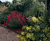 Alchemilla, Veronica longifolia