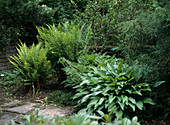 Shade perennials: Dryopteris Borreri