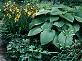 Hosta 'Green Acres', Hemerocallis