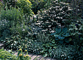 Beet mit Hosta, Viburnum und Achillea