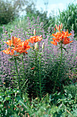 Salvia nemorosa, Lilium bulbiferum