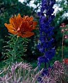 Lilium bulbiferum, Delphinium