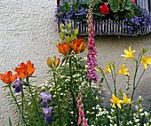 Lilium bulbiferum, Iris