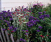 Campanula glomerata (knob bellflower), Lychnis coronaria