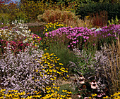 Autumn flowers