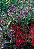 Salvia officinalis (sage)