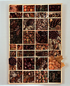 Seed tray with various dried seeds