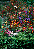 Cytisus scoparius, Aquilegia, Campanula