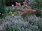 Alstroemeria, Papaver, Lavandula